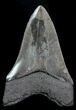 Serrated, Fossil Megalodon Tooth - Georgia #76514-2